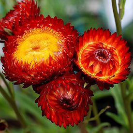 Monster Fireball Red, Strawflower Seeds